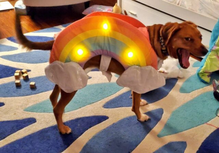 6. “I was taking a picture of my dog in her new costume, and she made this face.”