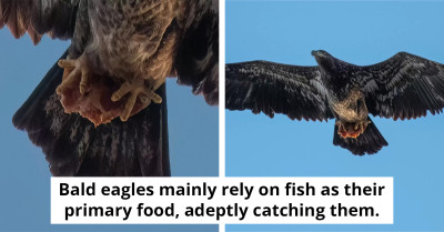 Man Photographs Bald Eagle and Discovers Surprising Prey in Its Talons
