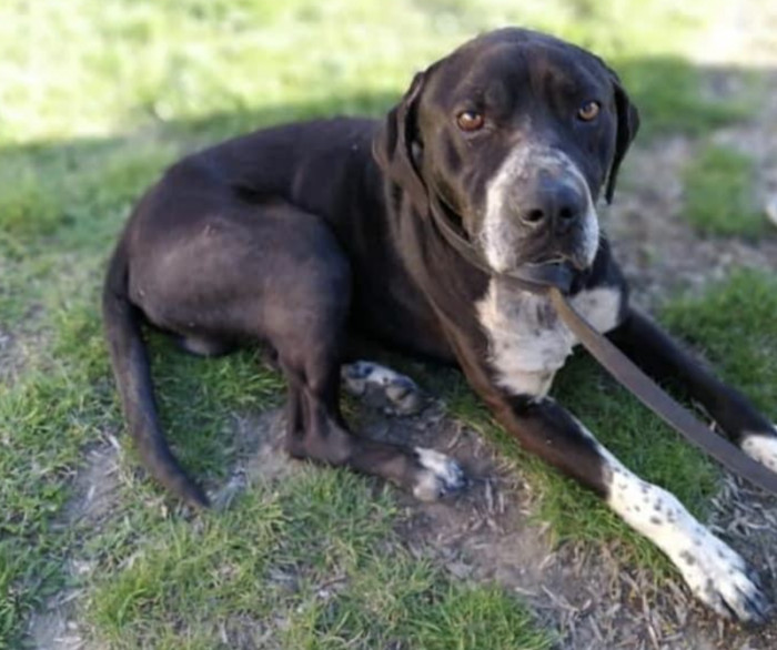 11. "Rudi 4 years ago & now!"