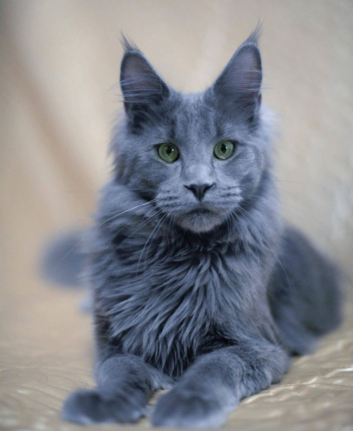 Blue Maine Coon vs gray Maine Coon
