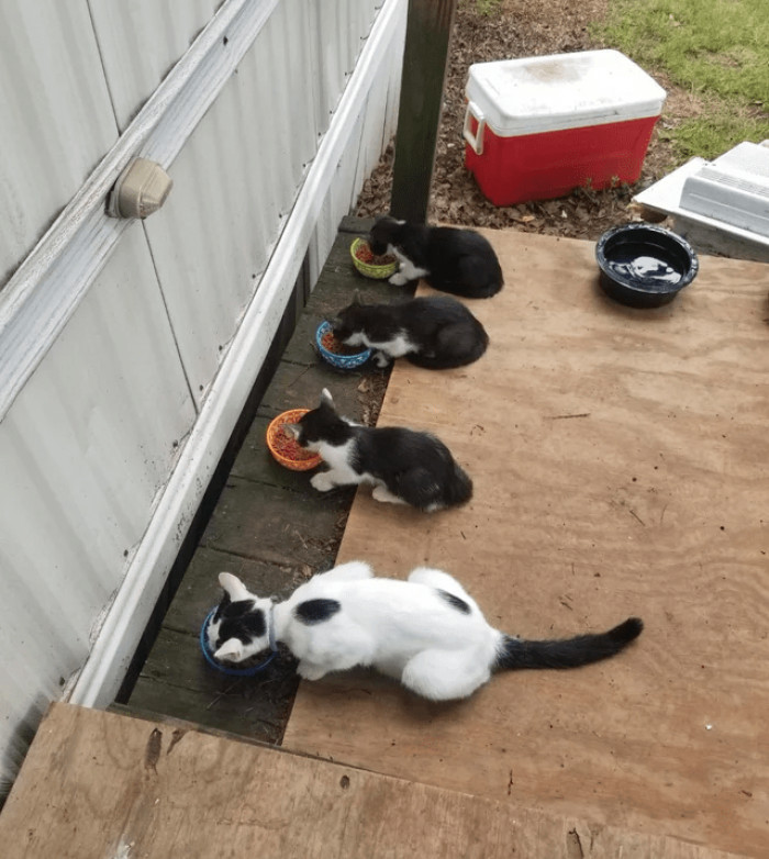 "I had a mama cat bring her three babies to me about a month and a half ago. They are now my cats."