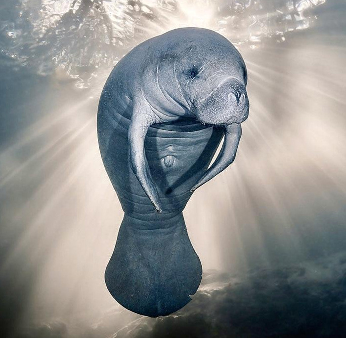 Manatee
