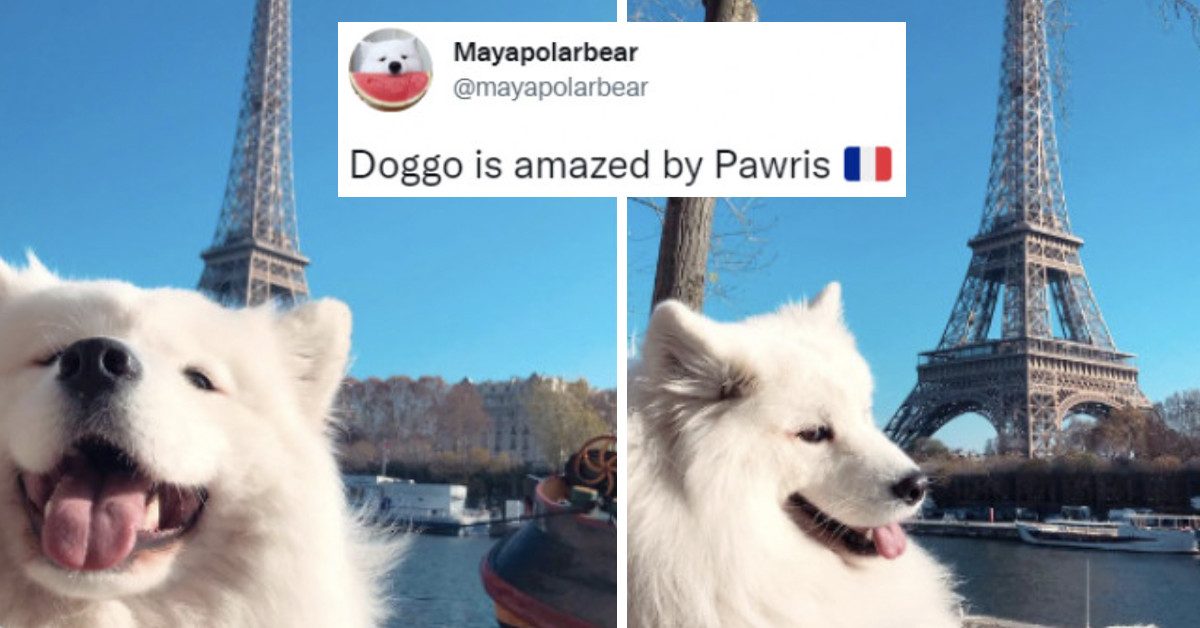It's Time To Take Your Daily Dose Of Pawsitivity, And These 15 Adorable Puppies Can't Wait To Improve Your Mood