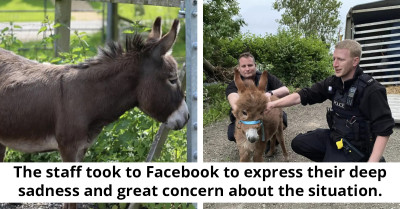 Stolen Baby Donkey Gets Reunited With Heartbroken Mom In A Wholesome Turn Of Events