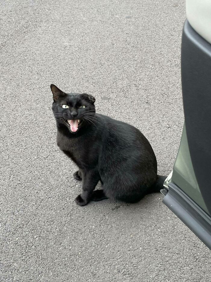 17. One-eared feline who hops into his humans car each time he goes to the gym.