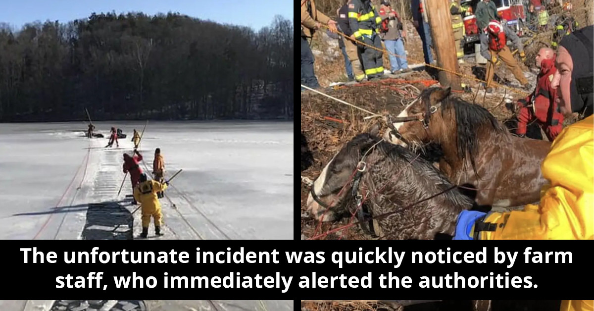 Brave Rescuers Do Their Best To Save Two Horses From A Frozen Lake