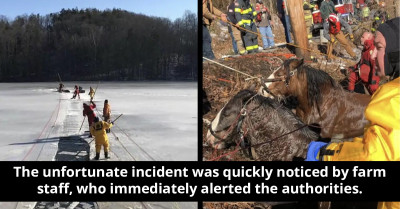 Brave Rescuers Do Their Best To Save Two Horses From A Frozen Lake