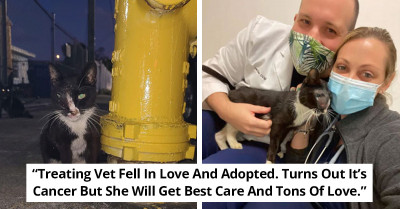 51 Cat Owners Share Pictures, Showing How The Lives Of Their Furballs Improved Since Their Adoption