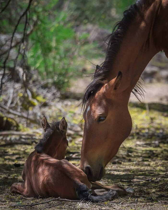 "Wild horse mom smells her 1-day-old newborn baby."