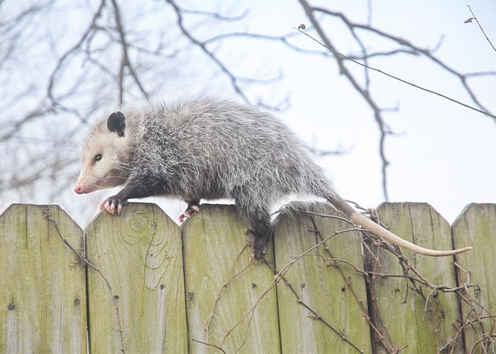 9. Opossums rarely carry rabies.