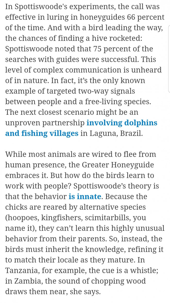 With an incredible 75% success rate, we can say both parties will continue to work together for years to come. In addition, investigations show that different people around the world have different ways of calling out to these honey-tracking birds.