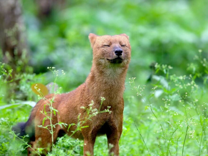 Endangered Canid Native To Asia, The 'Dhole' (Cuon Alpinus)