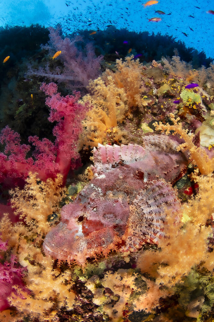 Coral Reefs, 3rd Place: Veiled In Vibrance By Neil Rosewarn
