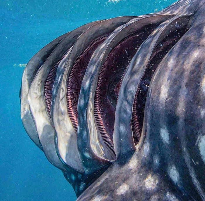 3. Gills Of A Shark