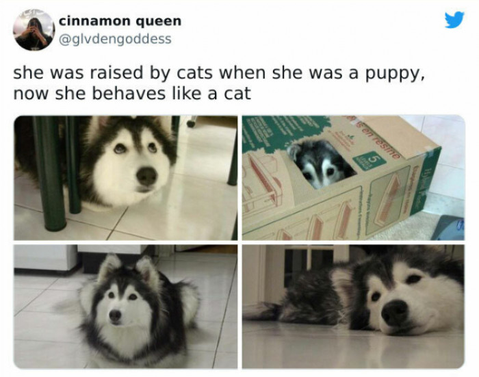 7. Does she say "meow" too?