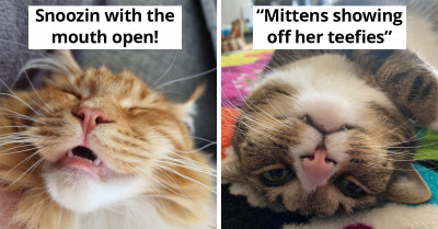 Teefies: A Very Cute But Underappreciated Cat Feature