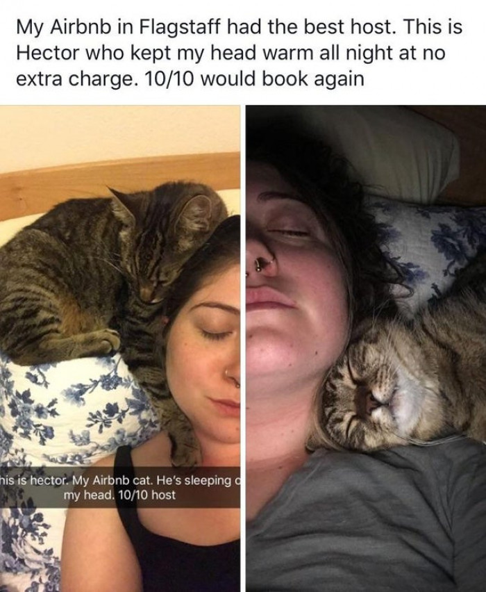 8. When your Airbnb comes with a cat