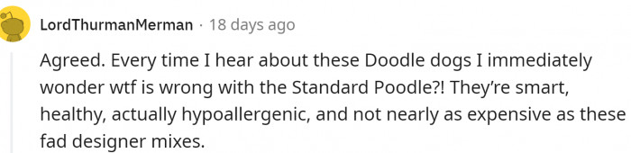 Standard Poodles are becoming underrated...