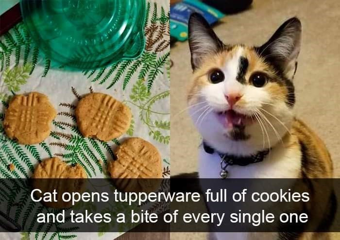 15. "I just wanted to check if they all taste the same."