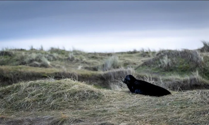 A small number of the pups have a velvet black coat which is as a result of melanism