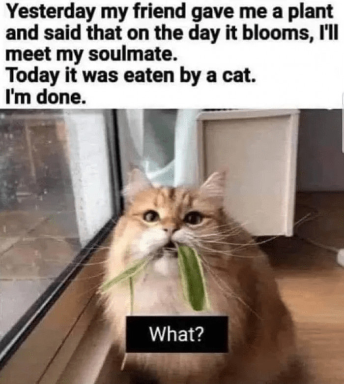 1. The search for a soulmate