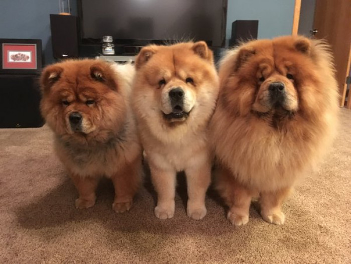 17. Chow Chow