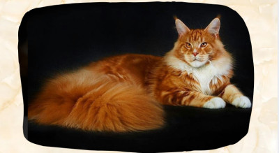 Orange Maine Coon: Why Breeders Call the Color Red