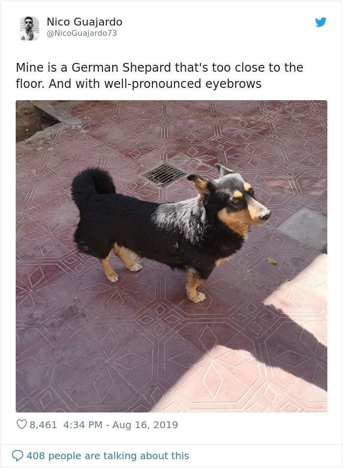 2. A German shepherd that's too close to the floor