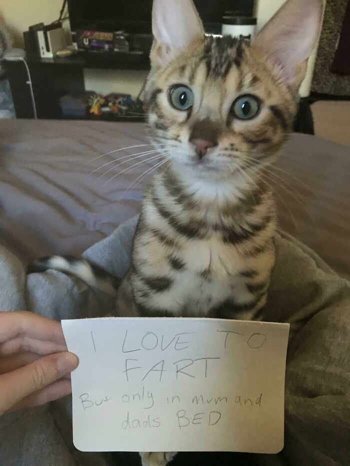 "Is Cat Shaming Still Relevant?"