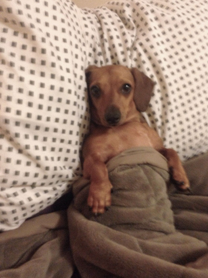 "Wiener Dog Sitting This Weekend, I Didn't Believe Her Owner When She Said She Likes To Lay Like Humans. I Was Wrong"