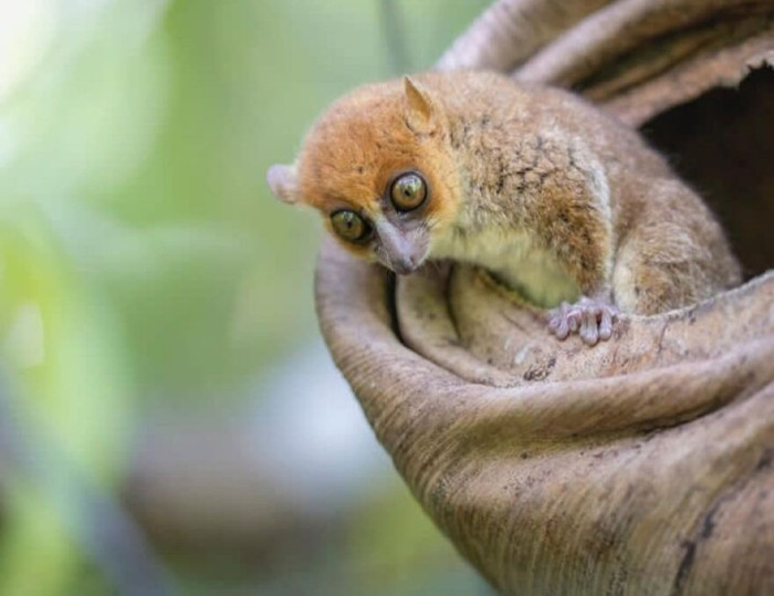 Mouse Lemur