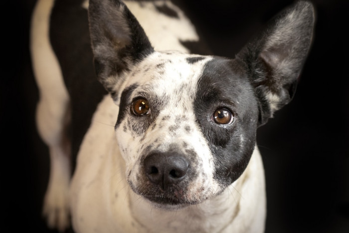 And It Is All Thanks to These Wonderful Portraits.