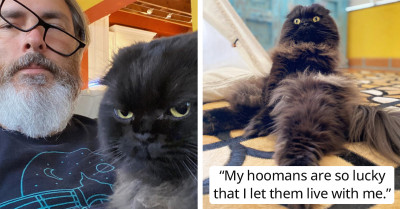 Cat, Who Went From Being A Rescue To Royalty, Laughs At His Silly Hooman Workers