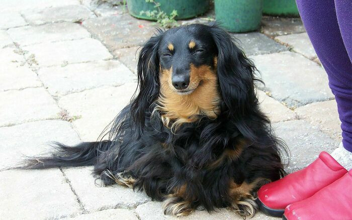 "I Know There Are Four Little Dachshund Legs Under There Somewhere"