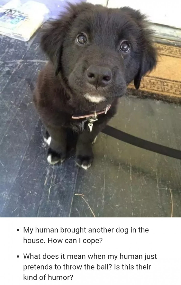 Forum-style dog question post, “Loving the questions” emphasized for humor