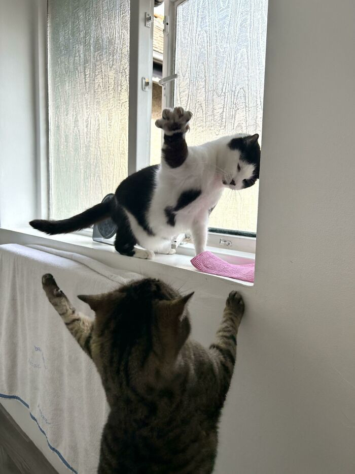 "They Both Just Wanted To Look Out The Window But Never, Under Any Circumstances, Together"