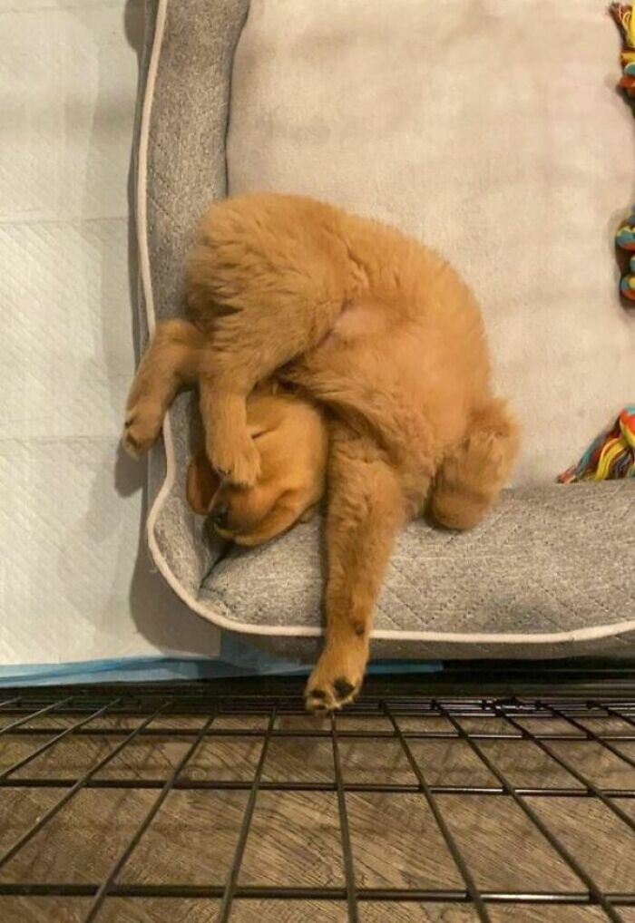 "The Most Weird Sleeping Posture?"