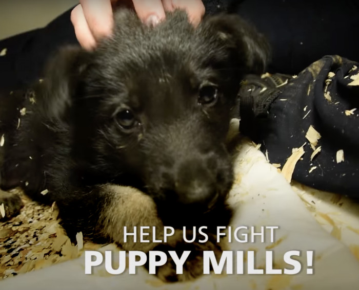 The Humane Society of the United States hopes that Daniel's story, along with the other 294 dogs he was found with, can help combat the rampant puppy mill industry in the country