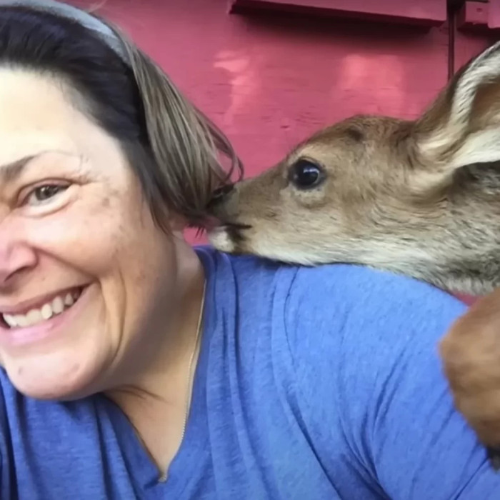 At two and a half years old, Thor has developed a deep bond with Dawn and is now part of a nearby deer herd, including his aunts and sisters.