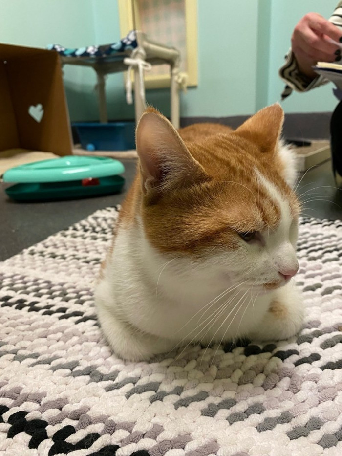 Wild Bill always had a chance to bargain for more pets