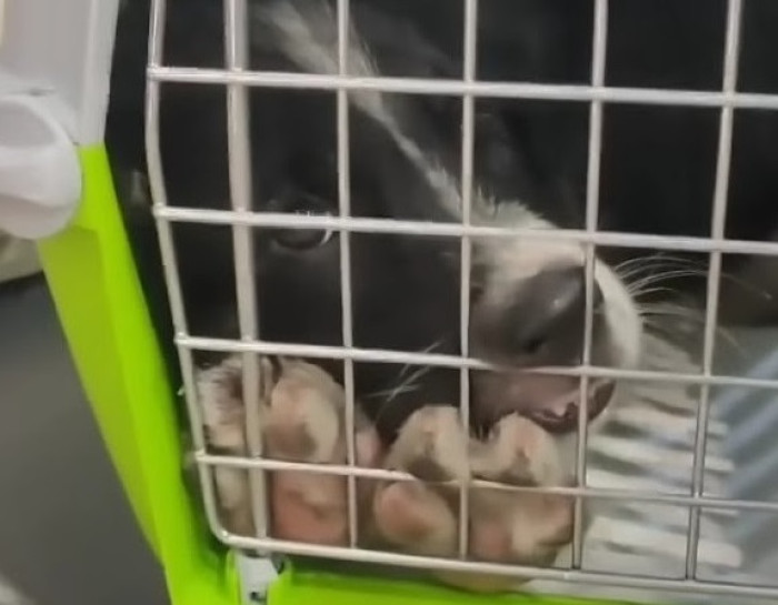 His life was entirely destroyed when he was a young puppy, just a little over three months old