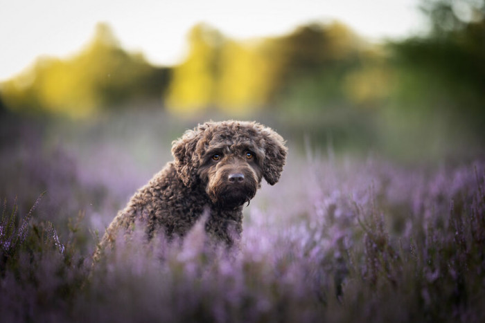 25. Such beautiful colors to complement the lovely doggo