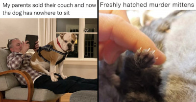 19 Hilarious Posts That Prove Cats and Dogs Are a Talented Bunch