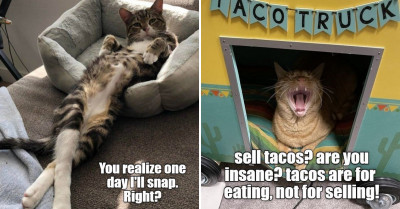 Hissterical Cat Memes You Simply Won't Want to Miss Out On (20 Images)