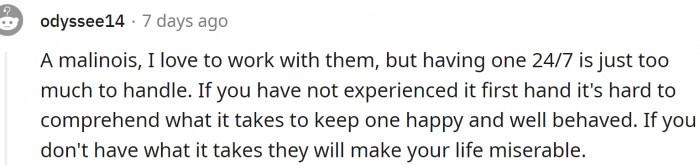 The Belgian Malinois