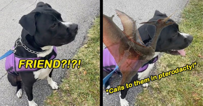 Dog That Failed Terribly At Making Friends Surprisingly Makes The Most Adorable Dog Sound