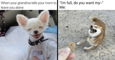 Here Is A List Of Fresh And Juicy Animal Memes That Every Animal Lover Out There Will Enjoy