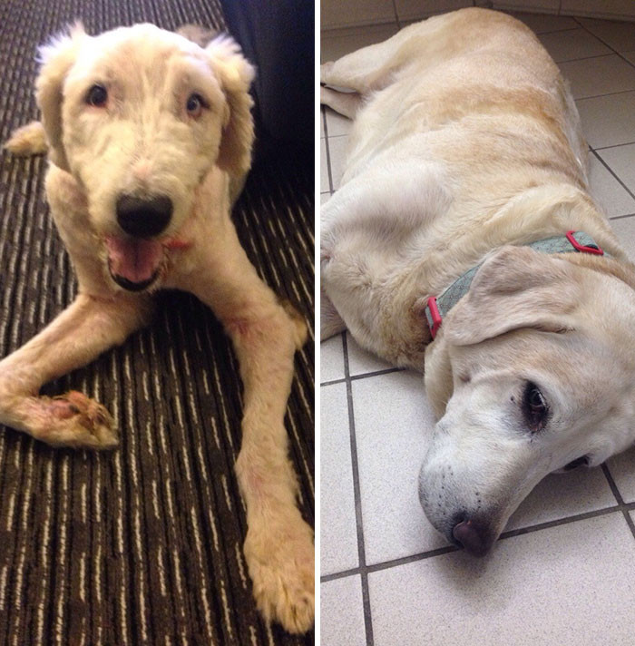 22. “My Wife And I Adopted 2 Senior Dogs. Meet Oscar And Maggie”