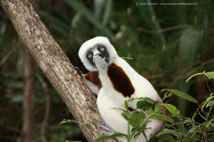 Coquerel's Sifaka Captured By Jakob Strecker