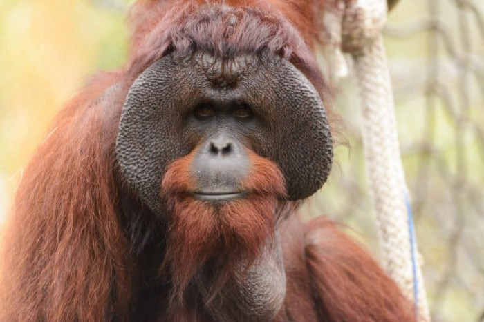 11. Bornean Orangutan